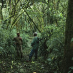 virunga_rdc_droit_d_auteur_cjp_until_1.10.2023_.jpg