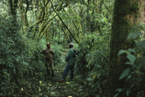 Vivre sur les ruines d'un monde perdu. Immersion dans « La forêt » de Jean  Hegland - Commission Justice & Paix - Belgique francophone