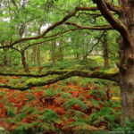 Vivre sur les ruines d'un monde perdu. Immersion dans « La forêt » de Jean  Hegland - Commission Justice & Paix - Belgique francophone