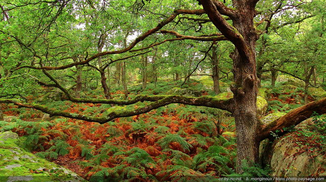 Dans la forêt de Jean Hegland